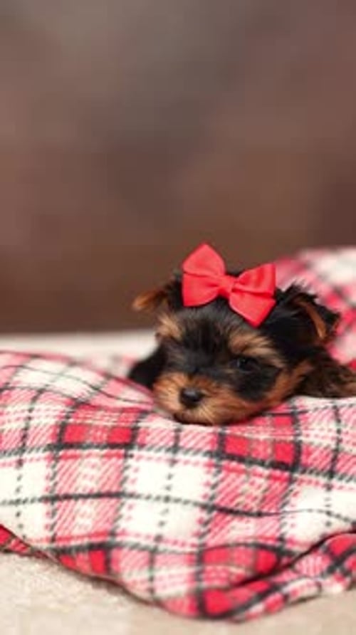 Adorable Puppy Resting with Red Bow at Home