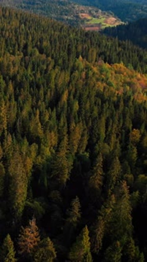 Carpathian mountains with pine tree forest at autumn, aerial view.Vertical video