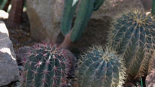 Cacti Thriving in Desert Environment