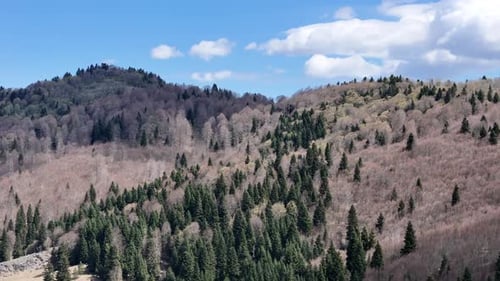 Vídeo de Drone Florestal