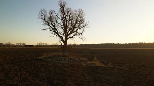 Field Fixture Aerial Footage Captures Leafless Tree As a Solitary Figure in Expansive Grassy