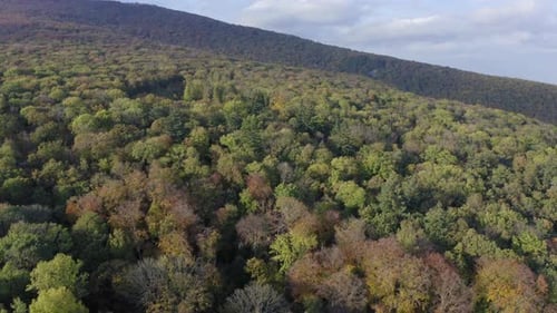 Aerial Footage of Colorful Forest at the Foot of the Carpathian Mountains in Autumn Season