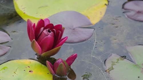 Beautiful Red Water Lily on the Background of a Pond