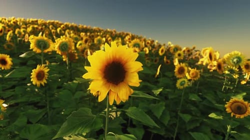 Sunflower Field During the Sunset