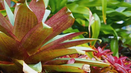 Green Leaf in Raindrops