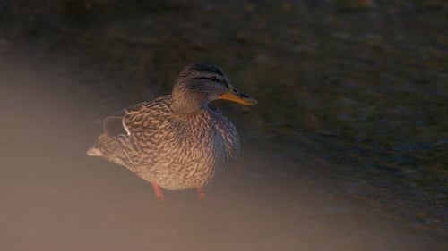 Mallard Duck Resting at Water's Edge