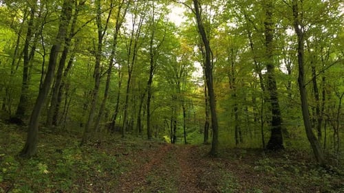 Forest in Autumn 30