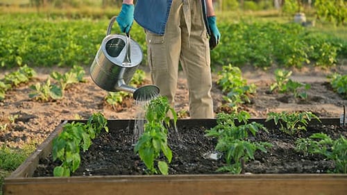Woman is Watering Garden Bed with Young Plants Tomatoes Peppers