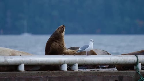 Sea Lion Looks Around on Dock