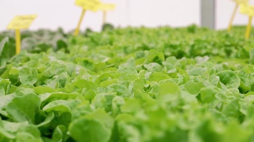 Smart Hydroponic Farm Grows Crisp Lettuce Without Soil Pesticides Greenhouse