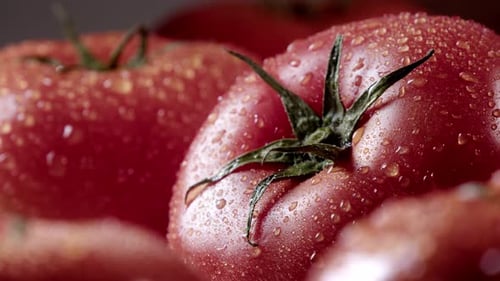 Fresh Tomatoes A Drop of Water Slowly Falls on the Vegetable