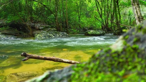 Lush green forest frames epic stream.