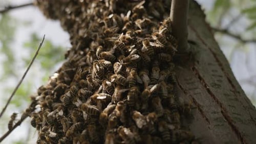 Excited bees in a bee swarm on a tree.