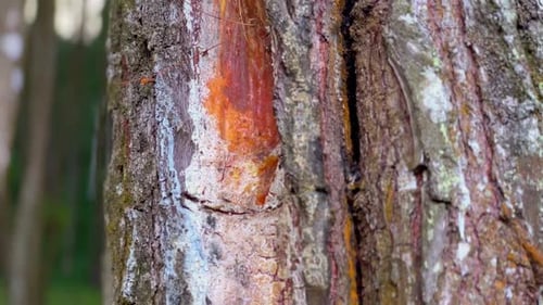 Savia de árbol seca en troncos de árboles a los que se les ha desprendido la corteza. Aprovechando la savia del pino.