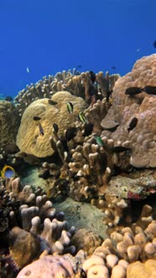 Underwater View of Coral Reef Formations and Schools of Tropical Fish in Raja Ampat Indonesia