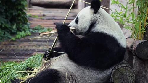 Cute Happy Funny Giant Panda Eating Bamboo