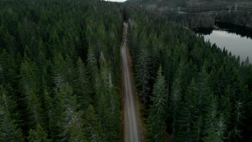 Aerial of Gravel Rural Road in Green Forest