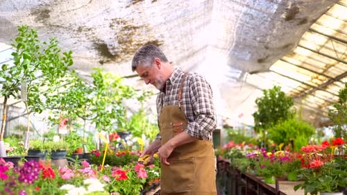 Man Tends Flowers in Sunny Greenhouse