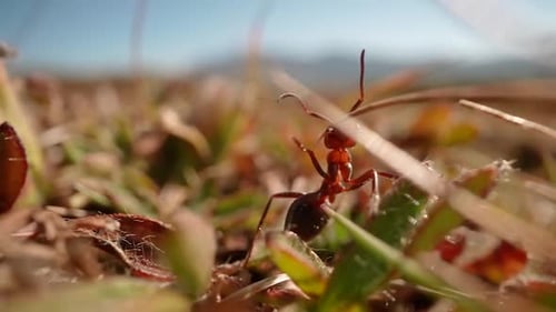 Ant Walking Among Blades of Grass