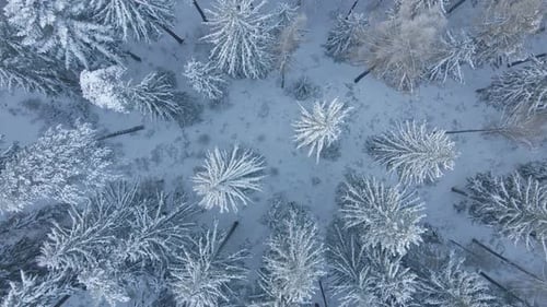 Winter Landscape with Snowy Forest