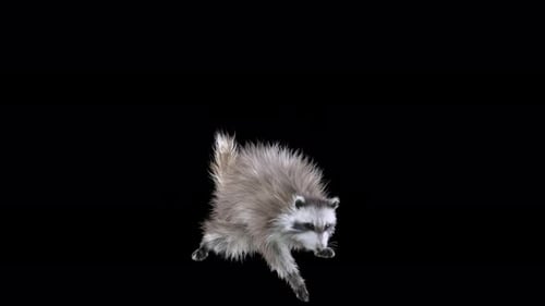 3D Animated Raccoon Performing Energetic Dance Moves