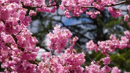 Beautiful pink cherry blooms (sakura tree) in the park.