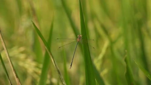 Libellule dans l'herbe de riz - verte.