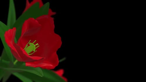 Animated Red Tulips Blowing in Wind Seamless Loop