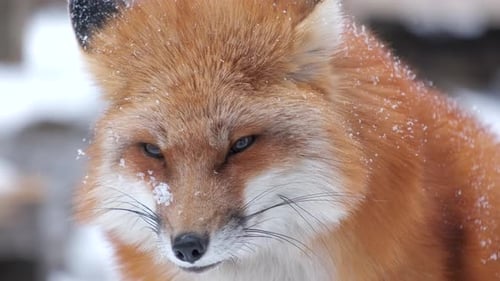 A ref fox of Japan in the snow, looking at its prey