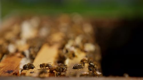 Wunderschöne Bienen krabbeln im geöffneten Bienenstock. Honiginsekten auf den Holzrahmen aus nächster Nähe.