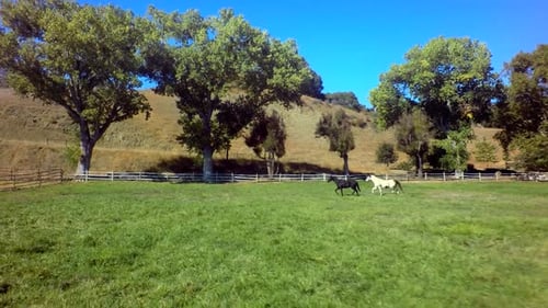 Des chevaux galopent à travers la ferme par une journée ensoleillée