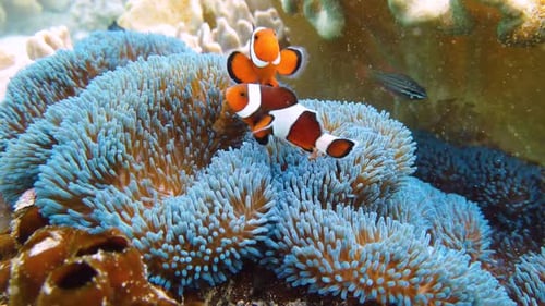 Clown Fish Swimming Among Sea Anemone