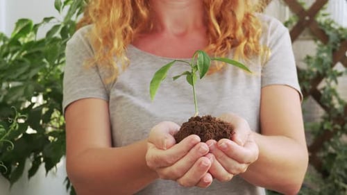 Young woman holding the ground with a young green plant grows up