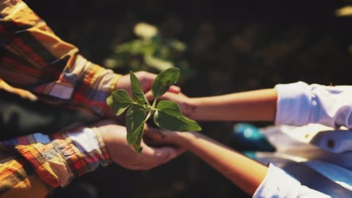 Top View of Hands Child Holding in and Give in Parent Hands Sprout Young Tree