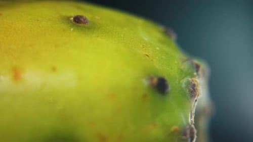 Vídeo detallado de un cactus sabra, fruta tropical verde, con pequeñas espigas y gotas de agua, en forma rotatoria