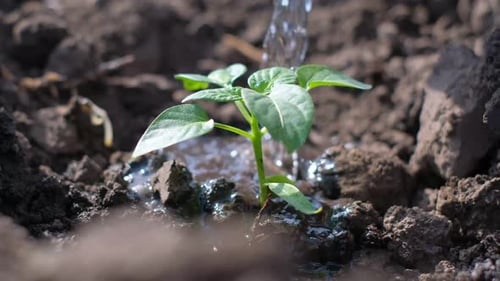 Closeup of a Stream of Water Falling on a Young Plant Seedling of Vegetable Crops Video
