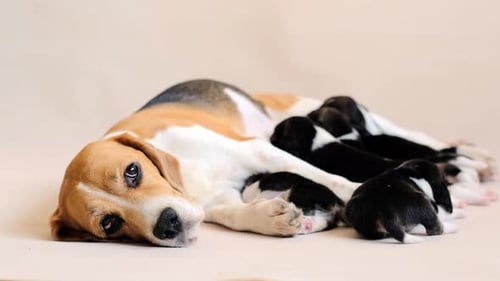Beagle Dog Nursing Litter of Puppies