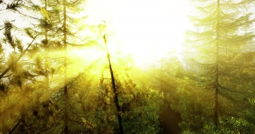 Sunlight Filtering Through Tall Trees in a Peaceful Forest Setting