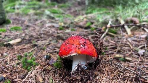 Vibrant Red Mushroom in a Forest Setting