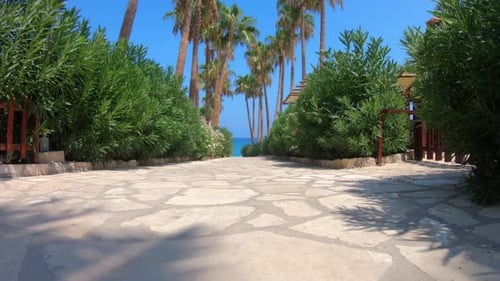 View of a palm decorated walkway leading down to the beach.