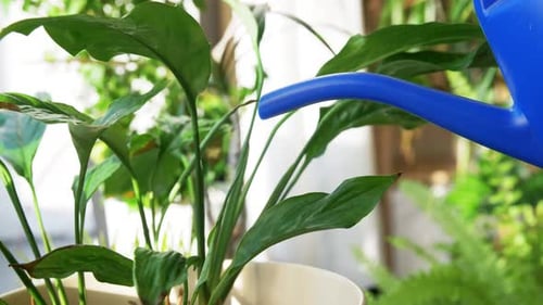 Watering Green Potted Plant from Blue Watering Can