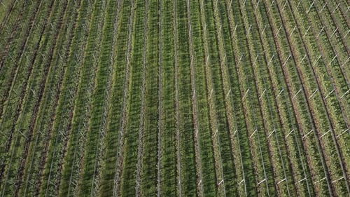Rows of green apple trees at fruit orchard