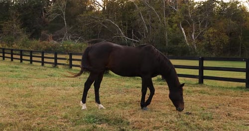 Thoroughbred Horse Grazing In The Farm With Wooden Fence. - wide shot