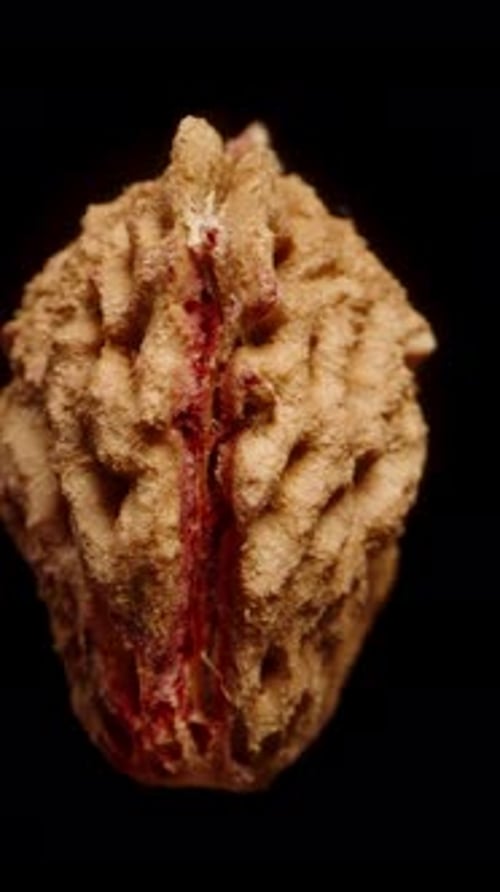 Vertical video. A nectarine pit in close-up, rotating on a black background, isolated.