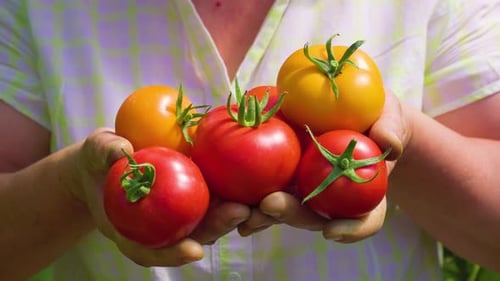 Cropped of Hands of Farmer Holding Fresh Tomato