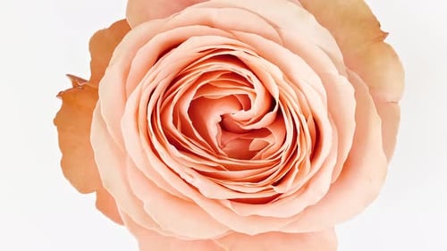 Close Up of Light Pink Rose