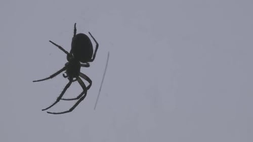 A black spider sleeping well on his cobweb.