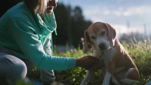 Elegant Woman Bonding with Her Dog on Green Grass During Sunset in Park