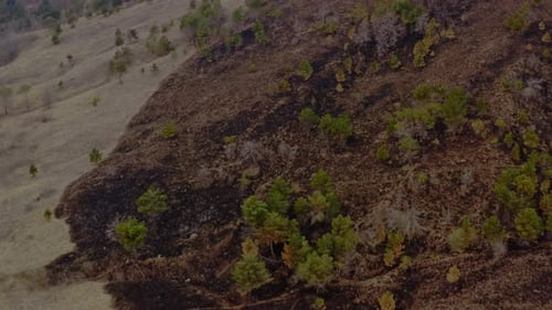 Aerial View of Burned Landscape After Wildfire