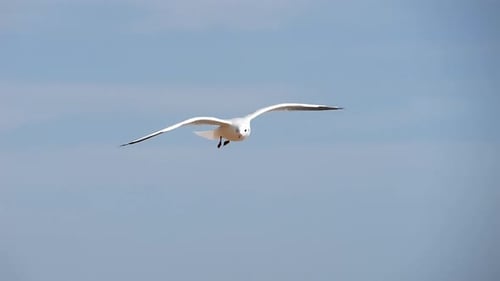 Seagull Glides Smoothly Over Beach and Ocean